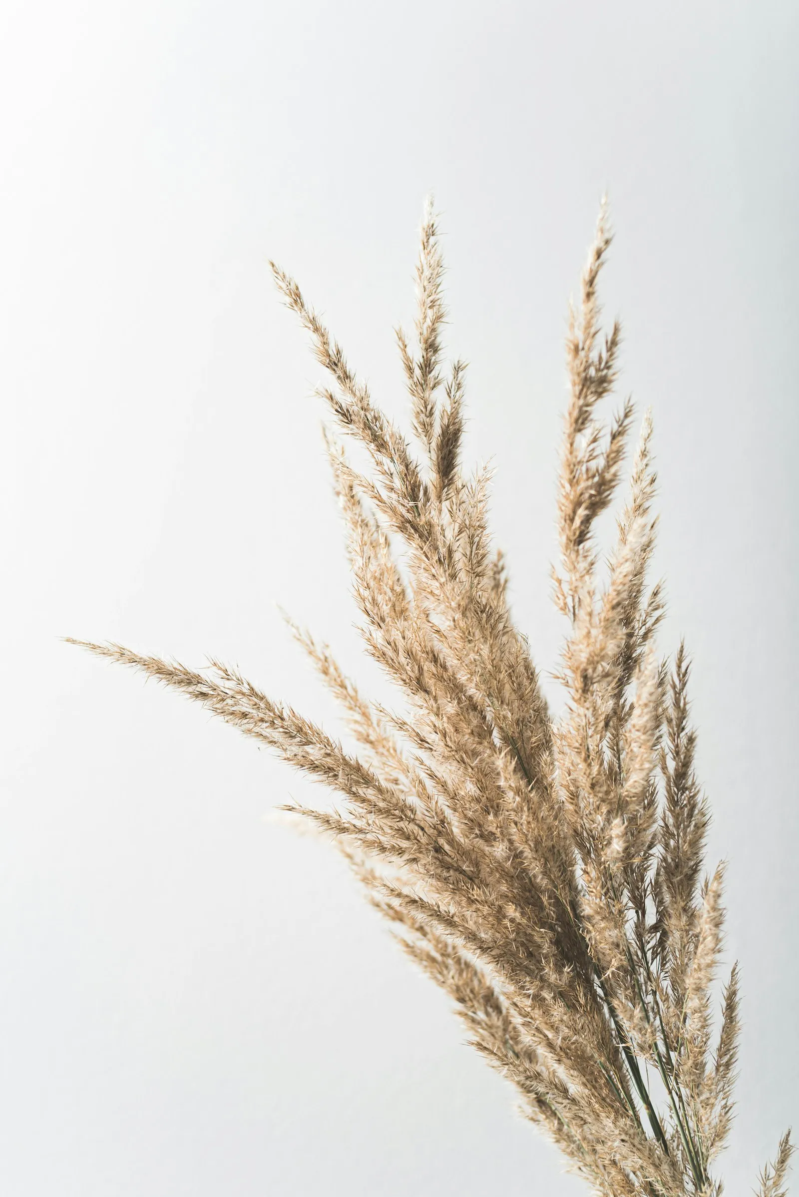 A bare branch against a pale wall