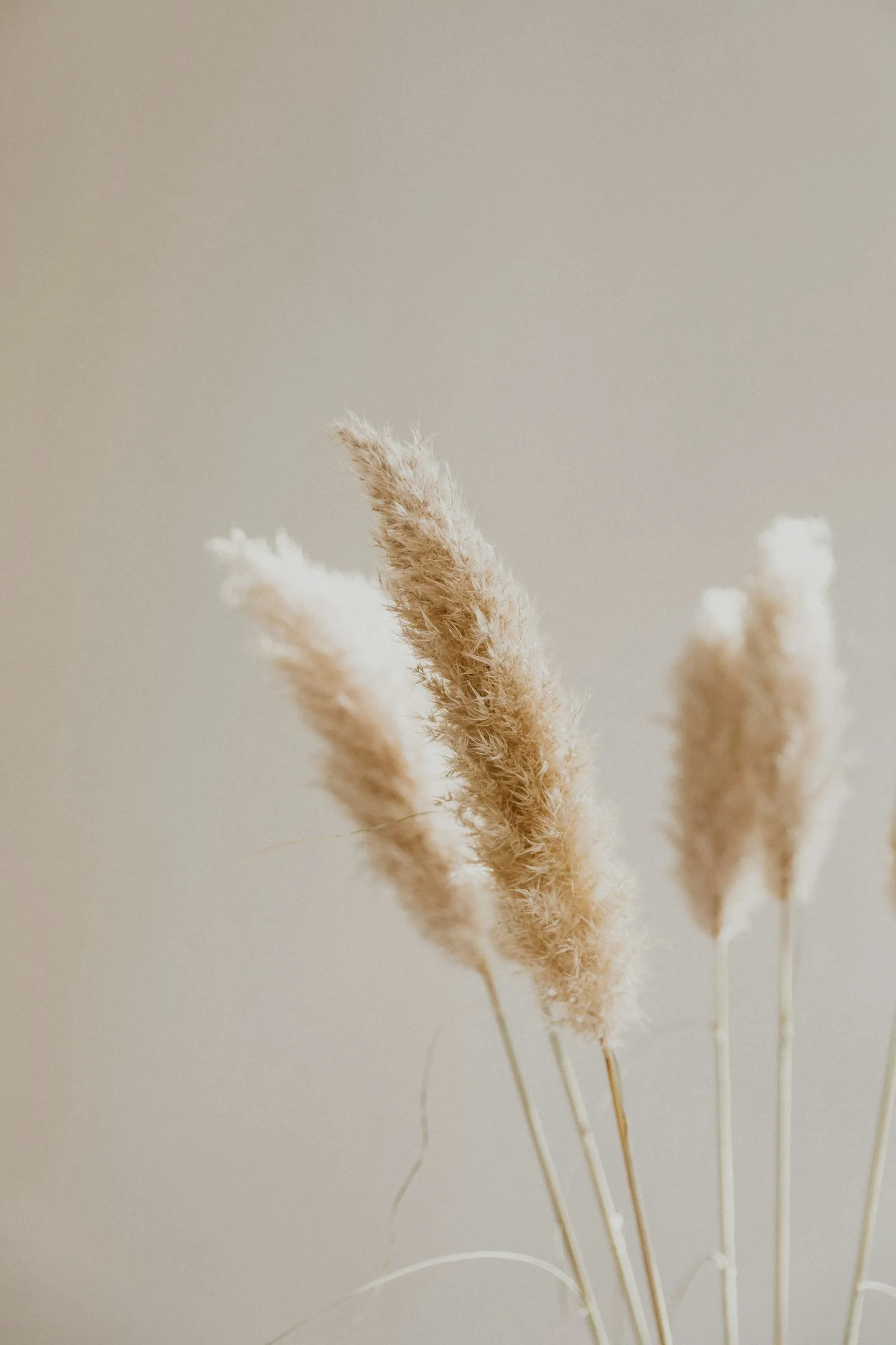 Dried pampas grass against a beige wall
